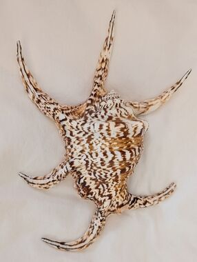 Spider Conch Shell